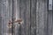 Close up of a utility shed door with a rusty padlock and weathered planks