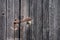 Close up of a utility shed door with a rusty padlock and weathered planks