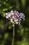 Close-up of Valeriana officinalis or valerian plants blooming