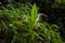 Close-up, valley, wet, rocks, verdant, moss, ferns