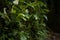 Close-up, valley, wet, rocks, verdant, moss, ferns