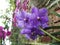 Close-up Vanda Orchid Wanda