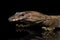 Close-up Varanus rudicollis on Black Background