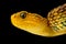 Close-up of a variable bush viper on a black background