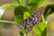 Close up of a variable checkerspot butterfly