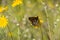 Close up of a variable checkerspot butterfly drinking nectar from a wildflower, Napa Valley, California