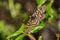 Close up of a variable checkerspot butterfly resting on a poison oak leaf, San Francisco bay area, California