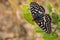 Close up of a variable checkerspot butterfly, San Francisco bay area, California