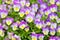 Close up on variegated flowers of horned pansies