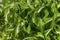 Close up of variegated hosta leaves
