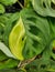 Close up of the variegated Maranta Leuvoneura Kerchoviana Vari plant