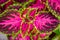 Close up of variegated pink and green Coleus plant. Painted nettle, Flame nettle, decorative nettle. Lush multi colored coleus.