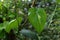 Close up of a Variegated Piper Betel vine