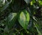 Close up of a Variegated Piper Betel vine with leaves