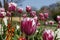 Close up of variegated purple and white tulips in a garden scene