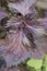 Close up of Variegated Shiso Perilla frutescens growing in garden. Deep purple leaves of healing herb which is used for