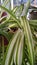 Close up of variegated spider plants with white and green stripes