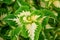 Close up of a variegated yellow and green Coleus plant. Painted nettle, Flame nettle, decorative nettle.