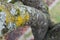 Close up of a variety of green, grey and yellow lichens on an old apple tree branch. Still moist with dew.