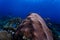 Close up of variety of marine life on reef in Caribbean including yellow and black fish, sponges, sea fans and coral