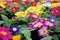 Close-up of a variety of multicolored primrose flowers, also known as cowslip, selective focus