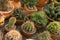 Close up variety small cacti blur background.