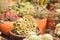 Close up variety small cacti blur background.