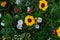 Close up of a variety of wild flowers including marigolds, taken on a sunny day in midsummer in Eastcote, UK