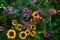 Close up of a variety of wild flowers including marigolds, taken on a sunny day in midsummer in Eastcote, UK