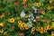 Close up of a variety of wild flowers, taken on a sunny day in midsummer in Eastcote, UK