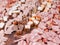 Close-up various meat small sliced products on the marketplace