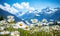 Close-up vast field of delicate white daisies under a clear sky, with towering alpine mountains in the backdrop. Created by AI