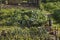 Close-up in the vegetable garden, early spring, on artichoke and spring onion plants, crates on the ground, maturing crops