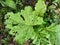 Close up of Vegetable Mustard Brassica juncea Leaf with Depth