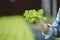 Close up vegetable organic in hand man farmers working analyze research quality in hydroponics greenhouse.