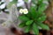 close up of vegetation green leaves and white flower