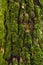 Close up of vegetation moss on bark