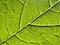 Close up of veins on back of green leaf