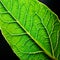 a close up of the veins on a leaf illuminated by light k uhd ve