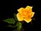 Close up veiw of a Yellow Rose on Black Background