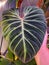 Close up of a velvety dark green leaf of Philodendron Verrucosum Amazon Sunset