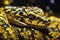 Close-up of a venomous Eastern Green Mamba snake