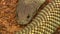 Close up of a venomous mulga snake