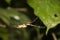 Close up Venomous Spider with Web protruding Banana Spider