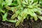 Close up of Venus flytrap, a carnivorous plant