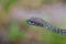 Close up Venus` Pitviper snake