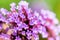 Close-up Verbena Bonariensis flower