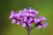 Close up of Verbena Bonariensis flowerhead