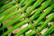 Close up of verdant fern growing in the forest