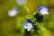 Close up of veronica persica